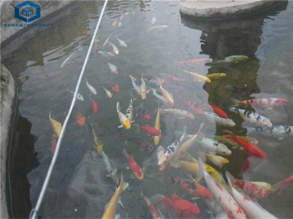 �~���B(y��ng)ֳ���BĤ